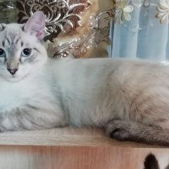 Подробнее об объявлении «Пропал кот Омск» Фото: пропала кошка  «Пропал кот Омск» в г. Омск
