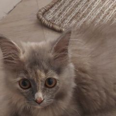 Подробнее об объявлении «Пропала кошка кошечка Тюмень» Фото: пропала кошка  «Пропала кошка кошечка Тюмень» в г. Тюмень
