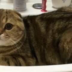 Подробнее об объявлении «Пропал кот Чехов» Фото: пропала кошка Британская длинношерстная кошка «Пропал кот Чехов» в г. Чехов