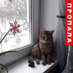 Подробнее об объявлении «Пропал кот Москва» Фото: пропала кошка  «Пропал кот Москва» в г. Москва