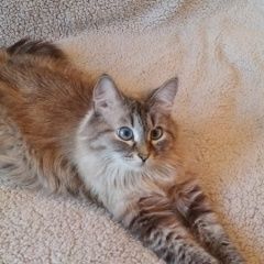 Подробнее об объявлении «Новосибирск Пропала кошка» Фото: пропала кошка Невская маскарадная «Новосибирск Пропала кошка» в г. Новосибирск