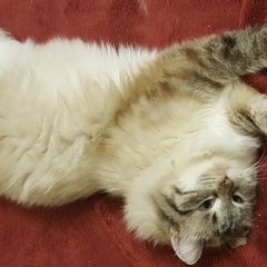 Подробнее об объявлении «Пропала кошка Москва» Фото: пропала кошка  «Пропала кошка Москва» в г. Москва