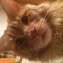 Подробнее об объявлении «Пропал кот мейн-кун Кубинка» Фото: пропала кошка Мейн-кун «Пропал кот мейн-кун Кубинка» в г. Кубинка