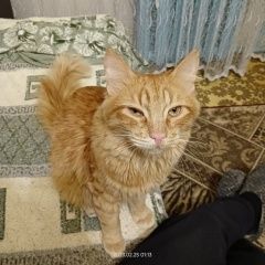 Подробнее об объявлении «Пропал кот зовут йен 2 годика Нефтекамск» Фото: пропала кошка  «Пропал кот зовут йен 2 годика Нефтекамск» в г. Нефтекамск