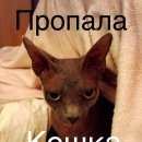 Подробнее об объявлении «Пропала кошка кошечка сфинкс Псков» Фото: пропала кошка Сфинкс «Пропала кошка кошечка сфинкс Псков» в г. Псков