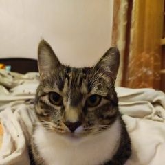 Подробнее об объявлении «Пропал кот деревя коровино Можайск» Фото: пропала кошка  «Пропал кот деревя коровино Можайск» в г. Можайск