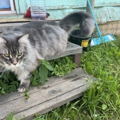 Подробнее об объявлении «Пропал кот помогите, убежал кот Лесное» Фото: пропала кошка Мейн-кун «Пропал кот помогите, убежал кот Лесное» в г. Лесное