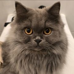 ����: ������� ����� ���������� �������������� ����� ������-��������� ������� ����� ����������...� � �. �����-���������