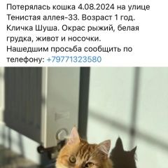 Подробнее об объявлении «Калининград (Кенигсберг) Пропала кошка» Фото: пропала кошка  «Калининград (Кенигсберг) Пропала кошка» в г. Калининград (Кенигсберг)