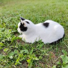 Подробнее об объявлении «Пропала кошка особенный любимый член семьи Лахденпохья» Фото: пропала кошка  «Пропала кошка особенный любимый член семьи...» в г. Лахденпохья