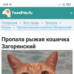 Подробнее об объявлении «Пропала кошка 28 июля Загорянский» Фото: пропала кошка  «Пропала кошка 28 июля Загорянский» в г. Загорянский
