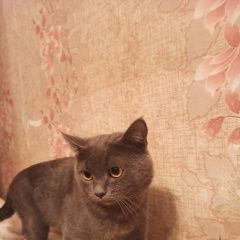 Подробнее об объявлении «Пропал кот Ангарск» Фото: пропала кошка  «Пропал кот Ангарск» в г. Ангарск