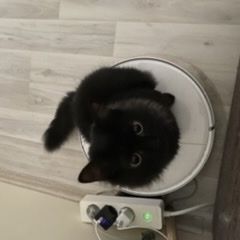 Подробнее об объявлении «Пропал кот с. локотня ёнок Звенигород» Фото: пропала кошка  «Пропал кот с. локотня ёнок Звенигород» в г. Звенигород