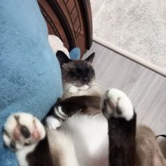 Подробнее об объявлении «Адлер Пропал кот сиамский кот» Фото: пропала кошка Сиамская кошка «Адлер Пропал кот сиамский кот» в г. Адлер