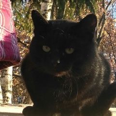 Подробнее об объявлении «Ярославль Пропал кот черный кот» Фото: пропала кошка  «Ярославль Пропал кот черный кот» в г. Ярославль