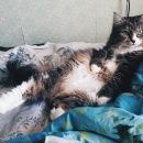 Подробнее об объявлении «Пропала кошка Санкт-Петербург» Фото: пропала кошка Норвежская лесная «Пропала кошка Санкт-Петербург» в г. Санкт-Петербург