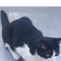Подробнее об объявлении «Пропал котик Ярославль» Фото: пропала кошка  «Пропал котик Ярославль» в г. Ярославль