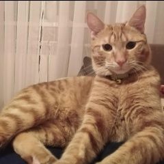 Подробнее об объявлении «Пропал кот убежал кот, рыжий, метис бобтейла, 1, 5 года Омск» Фото: пропала кошка  «Пропал кот убежал кот, рыжий, метис бобтейла,...» в г. Омск