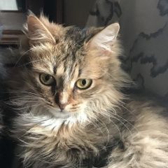 Подробнее об объявлении «Пропала кошка Москва» Фото: пропала кошка  «Пропала кошка Москва» в г. Москва