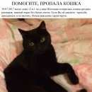 Подробнее об объявлении «Пропала кошка Санкт-Петербург» Фото: пропала кошка  «Пропала кошка Санкт-Петербург» в г. Санкт-Петербург