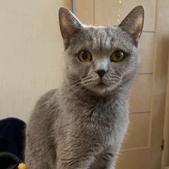 Подробнее об объявлении «Пропала кошка Павловский Посад» Фото: пропала кошка Британская короткошерстная кошка «Пропала кошка Павловский Посад» в г. Павловский Посад