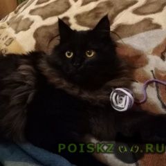 Подробнее об объявлении «Тула Пропал кот» Фото: пропала кошка  «Тула Пропал кот» в г. Тула