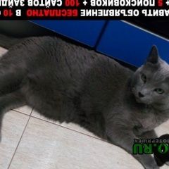 Подробнее об объявлении «Москва Пропал кот» Фото: пропала кошка Русская голубая «Москва Пропал кот» в г. Москва