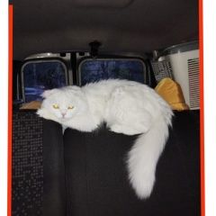 Подробнее об объявлении «Пропала кошка белая пушистая вислоухая кошка Приозерск» Фото: пропала кошка  «Пропала кошка белая пушистая вислоухая кошка...» в г. Приозерск