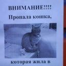 Подробнее об объявлении «Пропала кошка Ярославль» Фото: пропала кошка  «Пропала кошка Ярославль» в г. Ярославль
