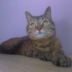 Подробнее об объявлении «Москва Пропала кошка мы очень переживаем за ее жизнь» Фото: пропала кошка  «Москва Пропала кошка мы очень переживаем за ее...» в г. Москва