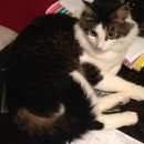 Подробнее об объявлении «Конаково Пропал кот дачный кооператив снт ремонтник» Фото: пропала кошка  «Конаково Пропал кот дачный кооператив снт...» в г. Конаково