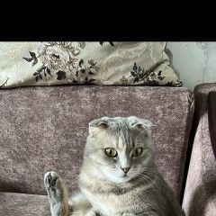 Подробнее об объявлении «Пропала кошка Армавир» Фото: пропала кошка  «Пропала кошка Армавир» в г. Армавир