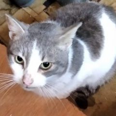 Подробнее об объявлении «Москва Пропал котик серо-белый.» Фото: пропала кошка  «Москва Пропал котик серо-белый.» в г. Москва