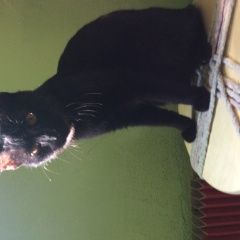 Подробнее об объявлении «Пропала кошка Москва» Фото: пропала кошка  «Пропала кошка Москва» в г. Москва