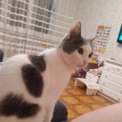 Подробнее об объявлении «Пропала кошка Набережные Челны» Фото: пропала кошка  «Пропала кошка Набережные Челны» в г. Набережные Челны