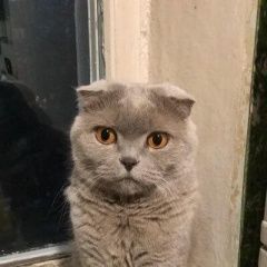 Подробнее об объявлении «Пропала кошка Москва» Фото: пропала кошка Шотландская вислоухая «Пропала кошка Москва» в г. Москва