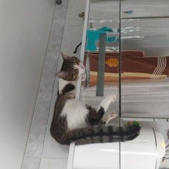 Подробнее об объявлении «Пропала кошка молодая кошка Лебедянь» Фото: пропала кошка  «Пропала кошка молодая кошка Лебедянь» в г. Лебедянь