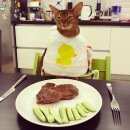 Подробнее об объявлении «Пропала кошка абиссинская кошка Немчиновка» Фото: пропала кошка Абиссинская «Пропала кошка абиссинская кошка Немчиновка» в г. Немчиновка