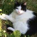 Подробнее об объявлении «Пропал кот черно-белый кот Дмитров» Фото: пропала кошка  «Пропал кот черно-белый кот Дмитров» в г. Дмитров