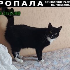 Подробнее об объявлении «Пропала кошка варвара Санкт-Петербург» Фото: пропала кошка  «Пропала кошка варвара Санкт-Петербург» в г. Санкт-Петербург