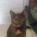 Подробнее об объявлении «Мытищи Пропала кошка ночка» Фото: пропала кошка  «Мытищи Пропала кошка ночка» в г. Мытищи