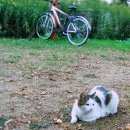 Подробнее об объявлении «Пропал кот бенек Томск» Фото: пропала кошка  «Пропал кот бенек Томск» в г. Томск