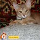 Подробнее об объявлении «Подольск Пропала кошка» Фото: пропала кошка  «Подольск Пропала кошка» в г. Подольск