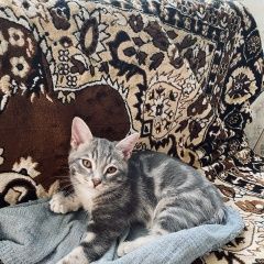 Подробнее об объявлении «Пермь Пропал котенок» Фото: пропала кошка  «Пермь Пропал котенок» в г. Пермь