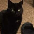 Подробнее об объявлении «Подольск Пропала кошка черная кошка» Фото: пропала кошка  «Подольск Пропала кошка черная кошка» в г. Подольск