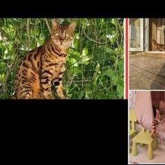 Подробнее об объявлении «Астрахань Пропала кошка 20000» Фото: пропала кошка Бенгальская кошка «Астрахань Пропала кошка 20000» в г. Астрахань