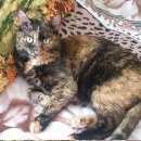 Подробнее об объявлении «Москва Пропала кошка, фестивальная, 17.08» Фото: пропала кошка  «Москва Пропала кошка, фестивальная, 17.08» в г. Москва