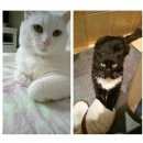 Подробнее об объявлении «Чехов Пропал кот помогите найти» Фото: пропала кошка  «Чехов Пропал кот помогите найти» в г. Чехов