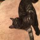 Подробнее об объявлении «Подольск Пропала кошка» Фото: пропала кошка  «Подольск Пропала кошка» в г. Подольск