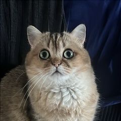 Подробнее об объявлении «Пропала кошка кот Санкт-Петербург» Фото: пропала кошка Британская короткошерстная кошка «Пропала кошка кот Санкт-Петербург» в г. Санкт-Петербург